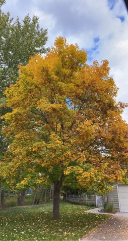 A Maple Tree turning from green to yellow 
Photo by Gabi Wilson