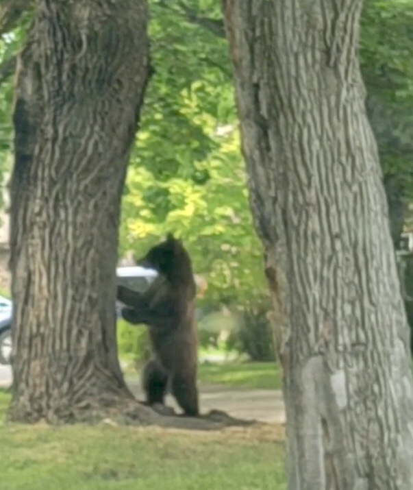 Black bear climbs tree near Hellgate. Photo Courtesy of Layne Polen 
