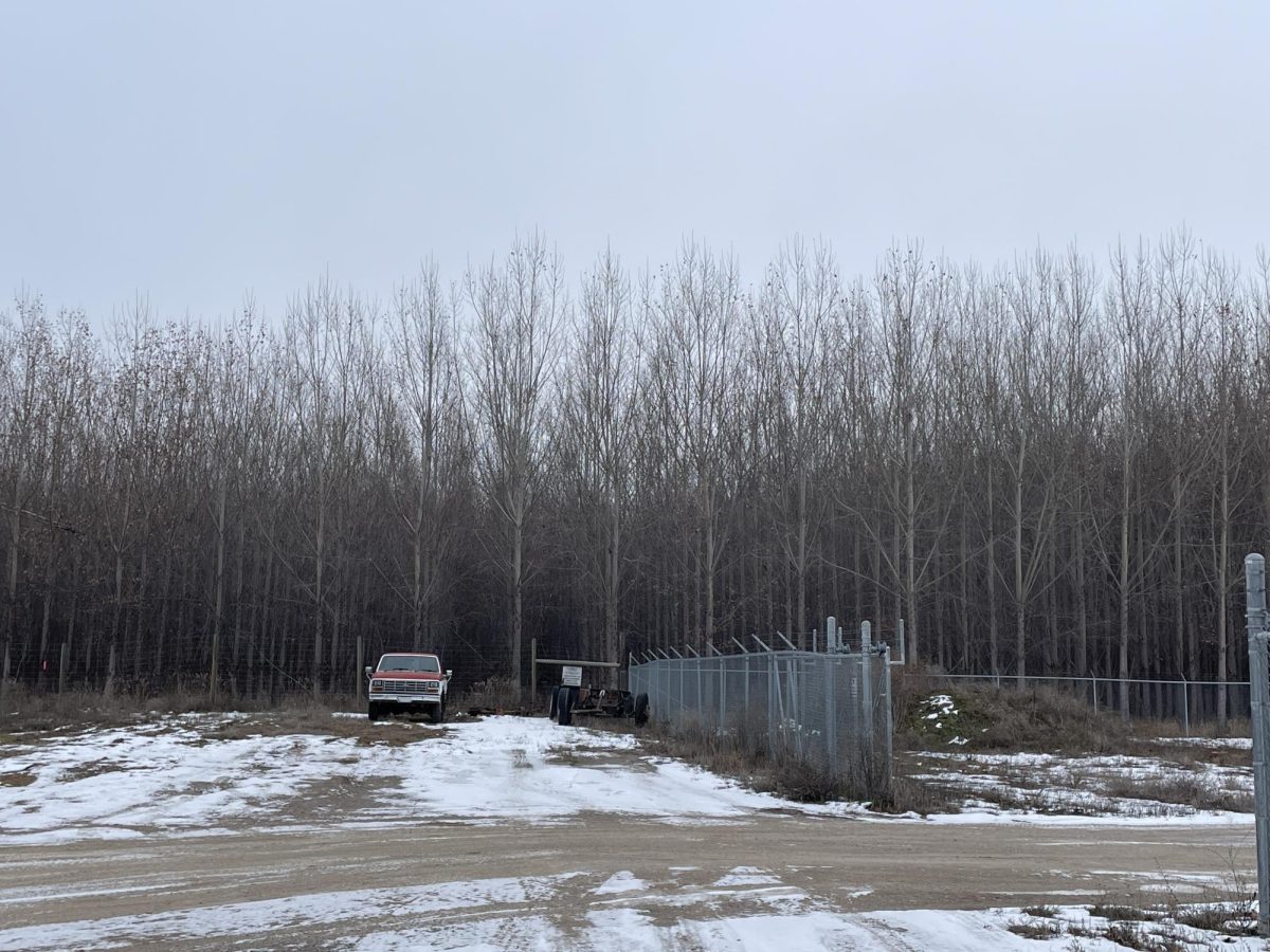 Missoula poplar trees reaching maturity and in need of harvesting, leaving project leaders stumped. Photo by Ila Bell