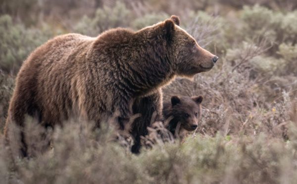 Bear 399 and her cub before her fatal accident, courtesy of the National Park Service.